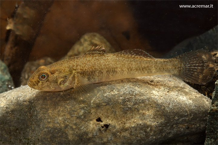 Padogobius bonelli (Ghiozzo padano)